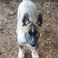 Lyndy, a female Siberian Husky for sale in Martinsville, VA – Photo 6 of 10