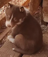 Male 1 AKC VA, a male Siberian Husky for sale in Martinsville, VA – Photo 4 of 10