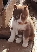 Male 1 AKC VA, a male Siberian Husky for sale in Martinsville, VA – Photo 2 of 10