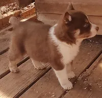 Male 1 AKC VA, a male Siberian Husky for sale in Martinsville, VA – Photo 6 of 10