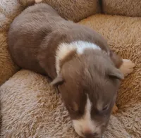 Male 1 AKC VA, a male Siberian Husky for sale in Martinsville, VA – Photo 8 of 10