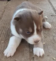 Male 1 AKC VA, a male Siberian Husky for sale in Martinsville, VA – Photo 7 of 10