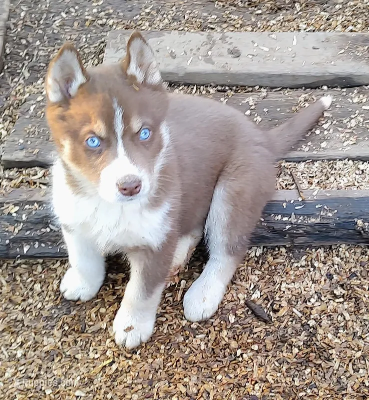 Male 1 AKC VA – Siberian Husky puppy for sale in Martinsville, VA