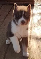 Male 1 AKC VA, a male Siberian Husky for sale in Martinsville, VA – Photo 10 of 10