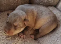 processed/b3855e0e-d49e-4cb9-92c8-9dc77e208558/listing/47977fa4-d6ba-4dfb-98f1-59f85abced97/5512d981-d889-4c10-8146-97fe3d32cc7c