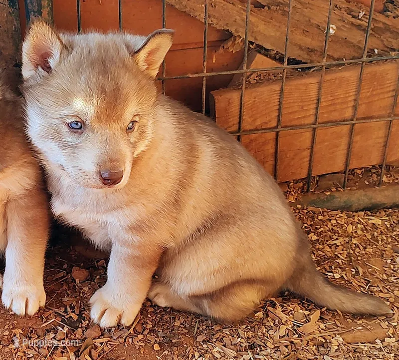 Male4akcVA – Siberian Husky puppy for sale in Martinsville, VA