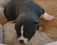 Female 3 AKC VA, a female Siberian Husky for sale in Martinsville, VA – Photo 10 of 10