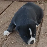 Female 3 AKC VA, a female Siberian Husky for sale in Martinsville, VA – Photo 7 of 10