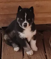 Female 3 AKC VA, a female Siberian Husky for sale in Martinsville, VA – Photo 2 of 10