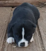 Female 3 AKC VA, a female Siberian Husky for sale in Martinsville, VA – Photo 6 of 10