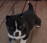 Female 3 AKC VA, a female Siberian Husky for sale in Martinsville, VA – Photo 3 of 10