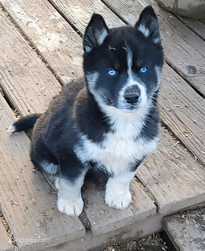 Female 3 AKC VA – Siberian Husky puppy for sale in Martinsville, VA