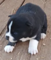 Female 3 AKC VA, a female Siberian Husky for sale in Martinsville, VA – Photo 9 of 10