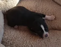 Female 3 AKC VA, a female Siberian Husky for sale in Martinsville, VA – Photo 8 of 10