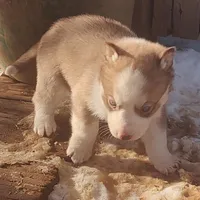 Female 4 AKC VA, a female Siberian Husky for sale in Martinsville, VA – Photo 6 of 10