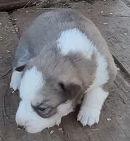 processed/b3855e0e-d49e-4cb9-92c8-9dc77e208558/listing/58667ea7-d7d7-46e0-9892-ec9fc89591e5/4054f852-ba6d-4048-8217-2d4b316f066e