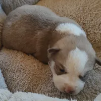 Female 4 AKC VA, a female Siberian Husky for sale in Martinsville, VA – Photo 9 of 10