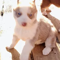 Female 4 AKC VA, a female Siberian Husky for sale in Martinsville, VA – Photo 5 of 10