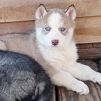 Female 4 AKC VA, a female Siberian Husky for sale in Martinsville, VA – Photo 1 of 10