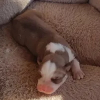 Female 4 AKC VA, a female Siberian Husky for sale in Martinsville, VA – Photo 10 of 10