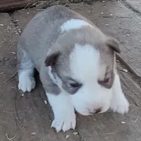 Female 4 AKC VA, a female Siberian Husky for sale in Martinsville, VA – Photo 8 of 10