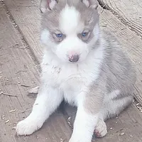 Female 4 AKC VA, a female Siberian Husky for sale in Martinsville, VA – Photo 4 of 10