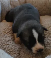 Male 2 AKC VA, a male Siberian Husky for sale in Martinsville, VA – Photo 8 of 10