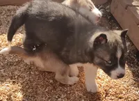 Male 2 AKC VA, a male Siberian Husky for sale in Martinsville, VA – Photo 10 of 10