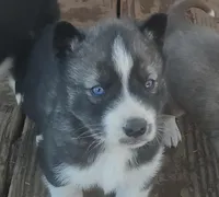 Male 2 AKC VA, a male Siberian Husky for sale in Martinsville, VA – Photo 4 of 10