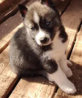 Male 2 AKC VA, a male Siberian Husky for sale in Martinsville, VA – Photo 2 of 10