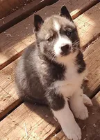 Male 2 AKC VA, a male Siberian Husky for sale in Martinsville, VA – Photo 3 of 10