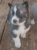 Male 2 AKC VA, a male Siberian Husky for sale in Martinsville, VA – Photo 5 of 10