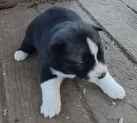 Male 2 AKC VA, a male Siberian Husky for sale in Martinsville, VA – Photo 6 of 10