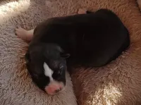 Male 2 AKC VA, a male Siberian Husky for sale in Martinsville, VA – Photo 9 of 10