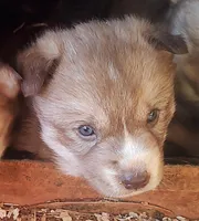 Female6akcVA, a female Siberian Husky for sale in Martinsville, VA – Photo 2 of 9