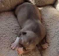 Female6akcVA, a female Siberian Husky for sale in Martinsville, VA – Photo 5 of 9