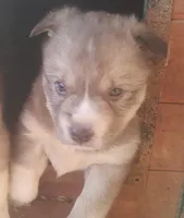 Female6akcVA, a female Siberian Husky for sale in Martinsville, VA – Photo 7 of 9