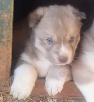 Female6akcVA, a female Siberian Husky for sale in Martinsville, VA – Photo 1 of 9