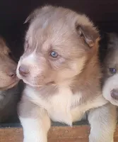 Female6akcVA, a female Siberian Husky for sale in Martinsville, VA – Photo 9 of 9