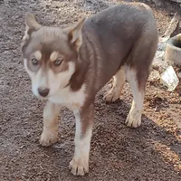 Roxie AKC VA, a female Siberian Husky for sale in Martinsville, VA – Photo 10 of 10