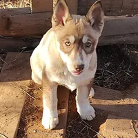 Roxie AKC VA, a female Siberian Husky for sale in Martinsville, VA – Photo 6 of 10