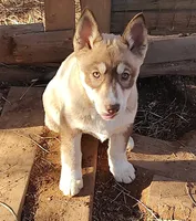 Female 1 AKC VA, a female Siberian Husky for sale in Martinsville, VA – Photo 5 of 10