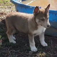 Roxie AKC VA, a female Siberian Husky for sale in Martinsville, VA – Photo 4 of 10