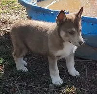 Female 1 AKC VA, a female Siberian Husky for sale in Martinsville, VA – Photo 3 of 10