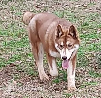 Roxie AKC VA – Siberian Husky puppy for sale in Martinsville, VA