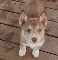 Female 1 AKC VA, a female Siberian Husky for sale in Martinsville, VA – Photo 9 of 10