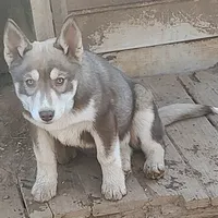 Roxie AKC VA, a female Siberian Husky for sale in Martinsville, VA – Photo 3 of 10
