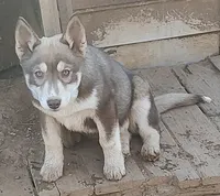 Female 1 AKC VA, a female Siberian Husky for sale in Martinsville, VA – Photo 1 of 10