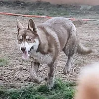 Roxie AKC VA, a female Siberian Husky for sale in Martinsville, VA – Photo 1 of 10