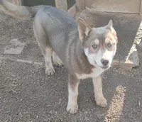 Female 1 AKC VA, a female Siberian Husky for sale in Martinsville, VA – Photo 2 of 10